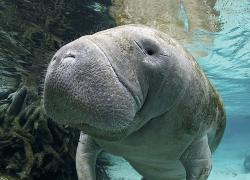 snorkeling with manatees