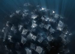 mobula rays mexico