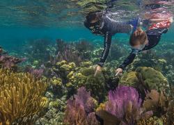 Dry Tortugas national park snorkeling