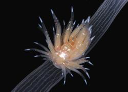 nudibranch discovery