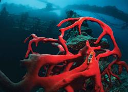 nudibranch photo umbria 