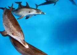 spotted dolphins photo