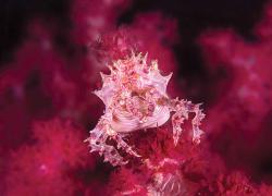 underwater photo tips color