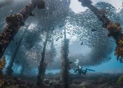Schooling fish in Raja Ampat
