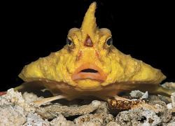 red-lipped batfish