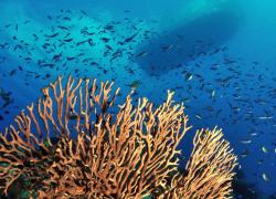 Red Sail Sport scuba diving Grand Cayman