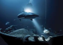 scuba diving ray of hope Bahamas sharks