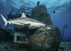 scuba diving wrecks bahamas