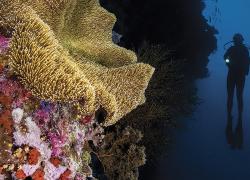 scuba diving night indonesia wakatobi