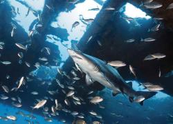 sharks shipwreck scuba diving
