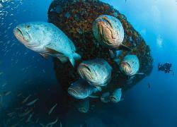 Goliath grouper florida diving