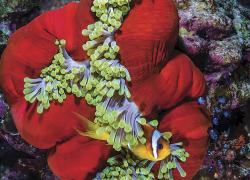 scuba diving red sea clownfish coral