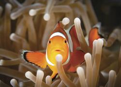 clownfish sex change