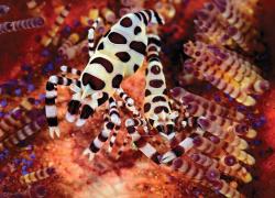 Coleman shrimp Raja Ampat