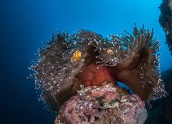 emerging scuba diving destinations