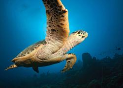 Dominica scuba diving