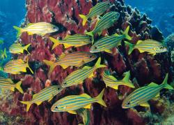 scuba diving Dominica marine life