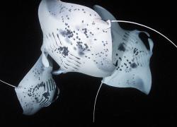 scuba diving best night dives mantas