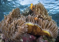 scuba diving solomon islands