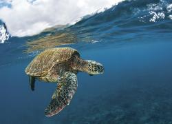 sea turtle hawaii maui