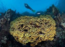 coral reef photo tips