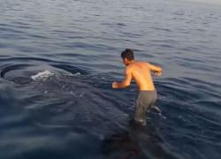 whale shark ride