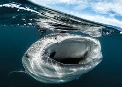 best snorkeling whale shark