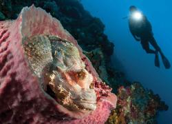 Wide-angle macro underwater photo technique