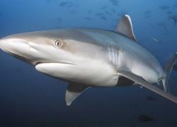shark tourism guidelines