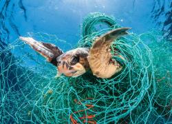 marine conservation turtles