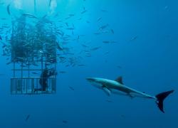 Great white shark mexico cage diving