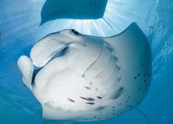 Mantas maldives photo