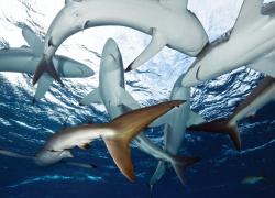 sharks in Cuba