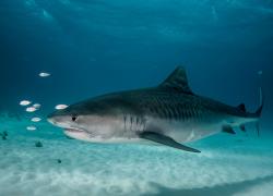 tiger shark