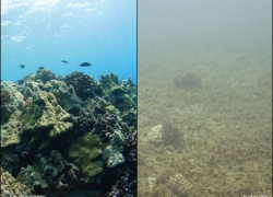 scientific coral study