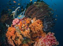 Coral Reef Four Kings Misool