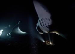 manta ray night dive Kona Hawaii