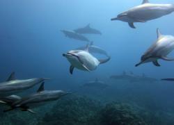 Hawaiian Spinner Dolphins 