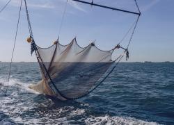 Trawling net being deployed