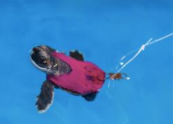 sea turtle hatchling in a swimsuit