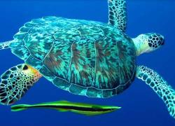 turtle with remora