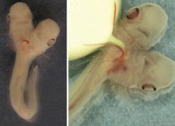 two headed shark dicephaly