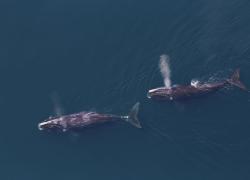 Two right whales blowing