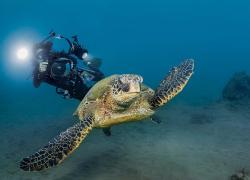 Underwater photography turtle hawaii