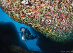 underwater photography tips