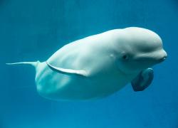 beluga whale