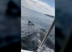 viral whale video cops