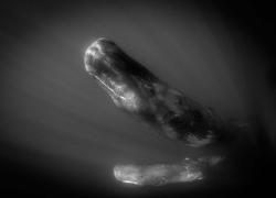 sperm whales azores
