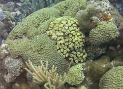 Corals at Watamula scuba diving site in Curacao