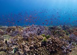Underwater photography coral reef verde island
